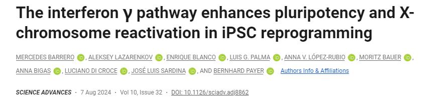 干擾素γ途徑增強(qiáng)iPSC重編程中的多能性和X染色體再激活 干擾素γ途徑增強(qiáng)iPSC重編程中的多能性和X染色體再激活