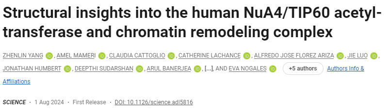 人類NuA4/TIP60乙酰轉(zhuǎn)移酶和染色質(zhì)重塑復(fù)合物的結(jié)構(gòu)見解 人類NuA4/TIP60乙酰轉(zhuǎn)移酶和染色質(zhì)重塑復(fù)合物的結(jié)構(gòu)見解