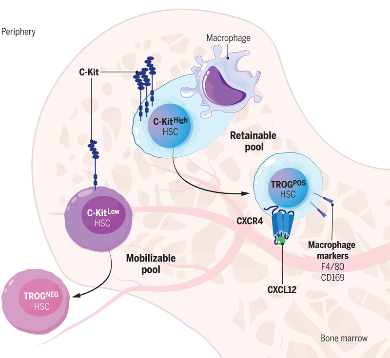 C-Kit依賴性吞噬作用模型調(diào)節(jié)血液干細胞中的生態(tài)位保留 C-Kit依賴性吞噬作用模型調(diào)節(jié)血液干細胞中的生態(tài)位保留