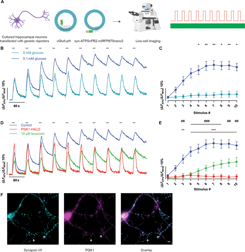 HEK293細(xì)胞中不同激動劑的cAMP劑量反應(yīng) HEK293細(xì)胞中不同激動劑的cAMP劑量反應(yīng)