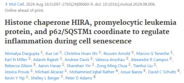 組蛋白伴侶HIRA、早幼粒細胞白血病蛋白和p62/SQSTM1協(xié)同調節(jié)細胞衰老過程中的炎癥