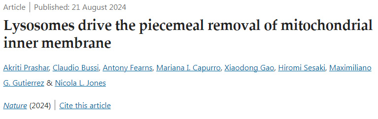 溶酶體驅(qū)動(dòng)線粒體內(nèi)膜的逐步去除
