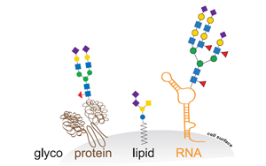 Cell新研究直面挑戰(zhàn)：揭開(kāi)GlycoRNA的面紗——它們確實(shí)存在