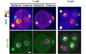 Nature最新發(fā)現(xiàn)顛覆了幾十年來(lái)關(guān)于DNA復(fù)制的假設(shè)