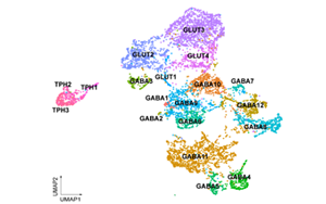 Science：?jiǎn)岱染徑馓弁吹臋C(jī)制