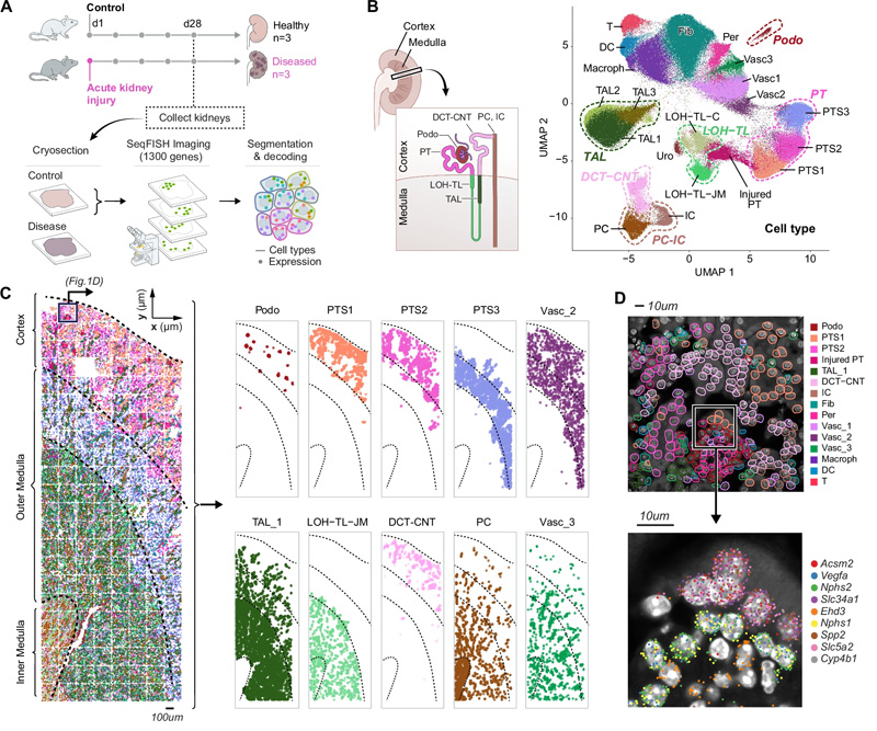 seqFISH揭示了所有主要的腎細(xì)胞類型及其在腎臟中的位置，以及AKI后的成分和空間變化