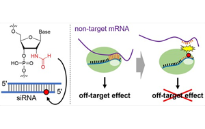 一種新化學修飾可以減少siRNA藥物的脫靶效應(yīng)