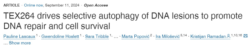 
TEX264驅(qū)動(dòng)DNA損傷的選擇性自噬，以促進(jìn)DNA修復(fù)和細(xì)胞存活
