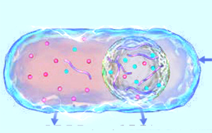 細胞凝聚物幫助調(diào)節(jié)細胞質(zhì)的電化學環(huán)境