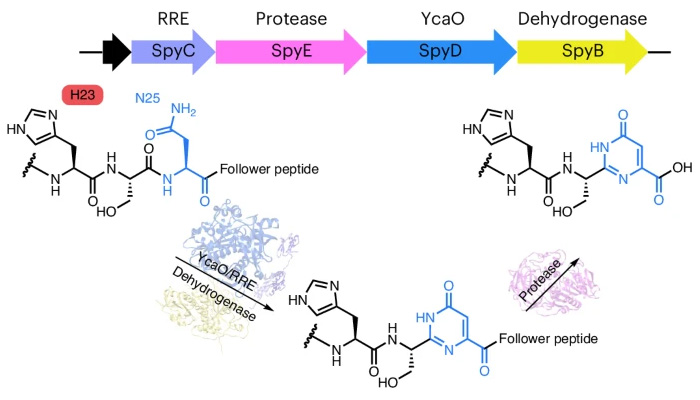 機(jī)理研究表明，嘧啶酮的形成是以底物輔助催化的方式發(fā)生的，需要前體中的His殘基激活天冬酰胺進(jìn)行雜環(huán)化