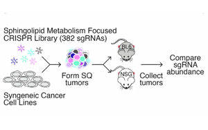 《Nature》脂質(zhì)分子怎樣促進癌癥生長？