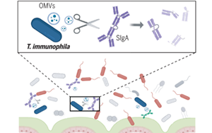 《Science》突破性發(fā)現(xiàn)：腸道細菌操控宿主免疫，科學家揭示IgA降解細菌