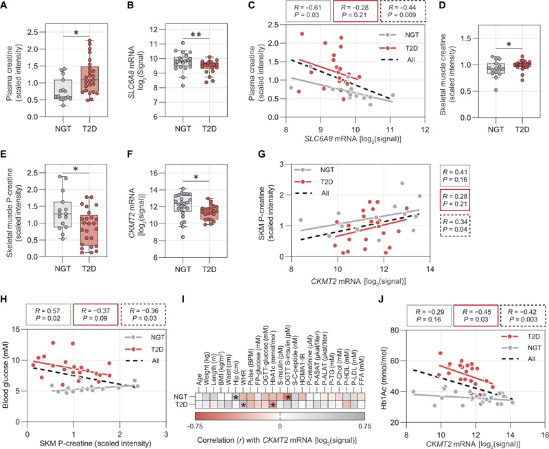 SKM肌酸代謝在2型糖尿病患者中受到干擾，并與較差的葡萄糖控制有關(guān)
