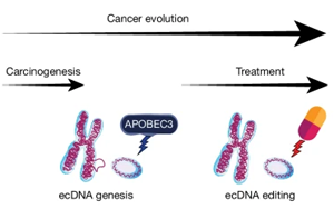 Nature：前所未有！新研究揭示了導(dǎo)致膀胱癌的突變和DNA結(jié)構(gòu)