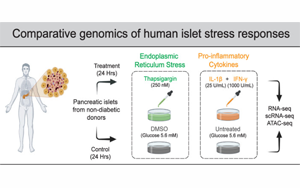 Cell Metabolism：糖尿病風(fēng)險基因如何降低細胞對壓力的抵抗力