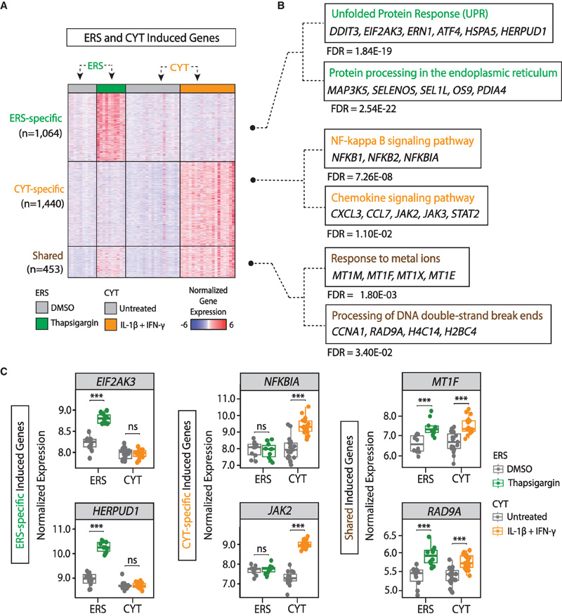 人胰島ER應(yīng)激和細(xì)胞因子反應(yīng)基因的綜合比較圖譜 人胰島ER應(yīng)激和細(xì)胞因子反應(yīng)基因的綜合比較圖譜