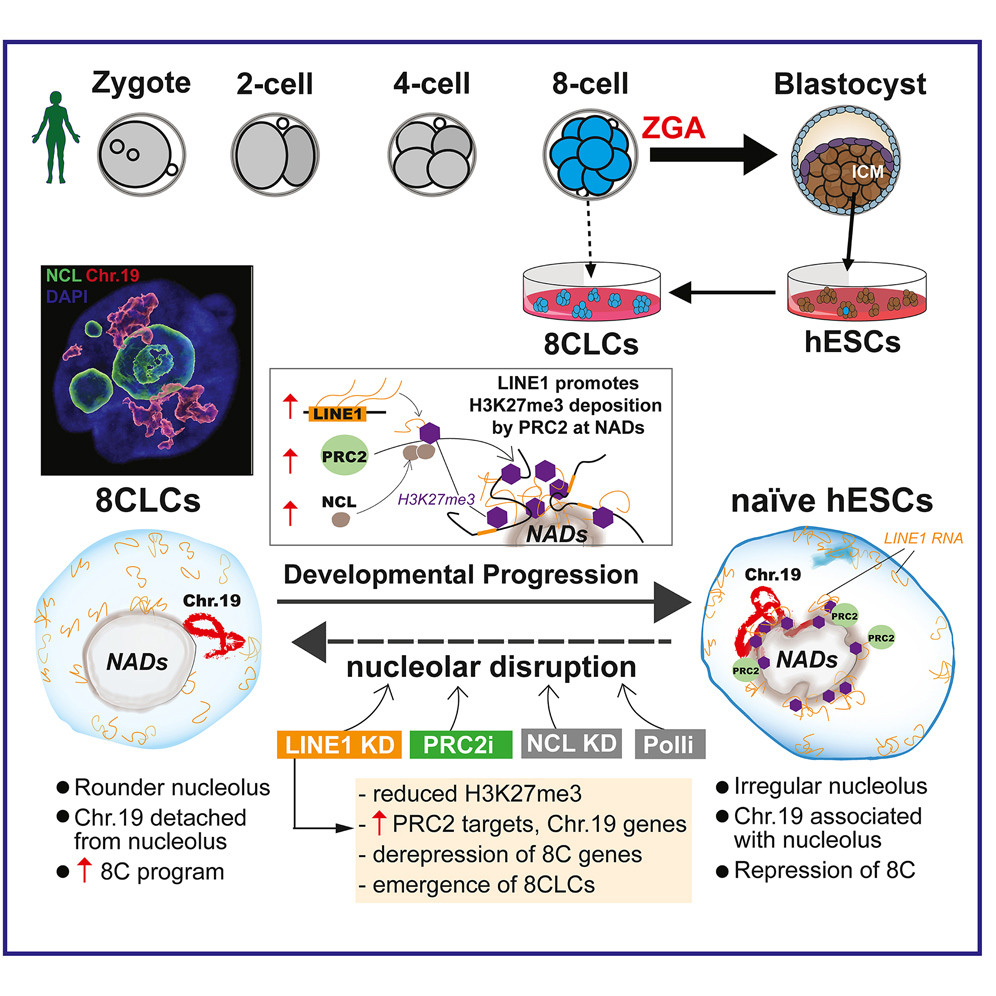 LINE1家族阻止了人類胚胎干細(xì)胞(hESC)向8細(xì)胞樣細(xì)胞(8CLC)的逆轉(zhuǎn) LINE1家族阻止了人類胚胎干細(xì)胞(hESC)向8細(xì)胞樣細(xì)胞(8CLC)的逆轉(zhuǎn)