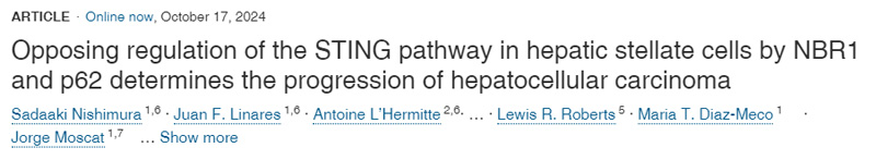 NBR1和p62對(duì)肝星狀細(xì)胞STING通路的反向調(diào)節(jié)決定了肝細(xì)胞癌的進(jìn)展
NBR1和p62對(duì)肝星狀細(xì)胞STING通路的反向調(diào)節(jié)決定了肝細(xì)胞癌的進(jìn)展