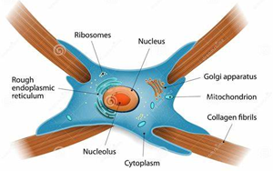 Nature：免疫療法阻斷瘢痕形成，改善心力衰竭小鼠的心臟功能
