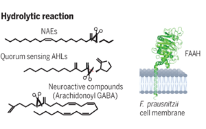 Science：有益的腸道微生物具有驚人的代謝能力！