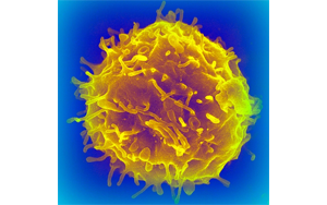 干細(xì)胞移植會(huì)增加癌癥風(fēng)險(xiǎn)嗎？