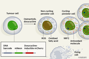 Nature：難怪抗癌“神藥”也救不了腫瘤耐藥！原來是癌細胞改了代謝方式，更愛脂肪酸