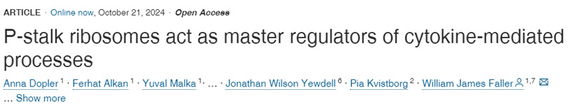 
P-柄核糖體是細胞因子介導過程的主要調(diào)節(jié)因子