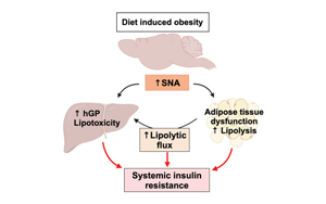 Cell子刊：暴飲暴食如何導(dǎo)致糖尿??？神經(jīng)遞質(zhì)激增