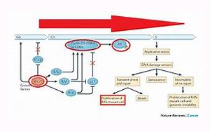 《自然》：突變的RAS開關(guān)在癌癥中沒有斷裂，而只是有缺陷