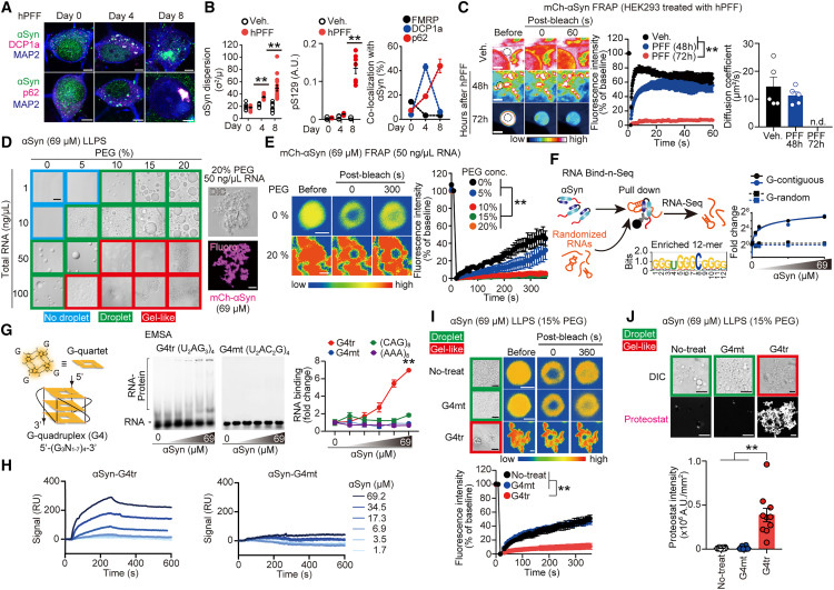 
rG4s引發(fā)α-Syn溶膠-凝膠相變