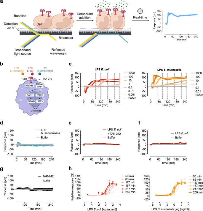 光學(xué)生物傳感器在HEK293 TLR4/MD-2/CD14報(bào)告細(xì)胞中區(qū)分不同的LPS化學(xué)型 光學(xué)生物傳感器在HEK293 TLR4/MD-2/CD14報(bào)告細(xì)胞中區(qū)分不同的LPS化學(xué)型