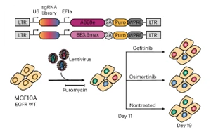 EGFR基因突變，基因編輯技術(shù)揭示癌癥耐藥性途徑