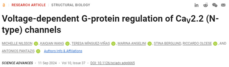 CaV2.2（N型）通道的電壓依賴性G蛋白調(diào)控