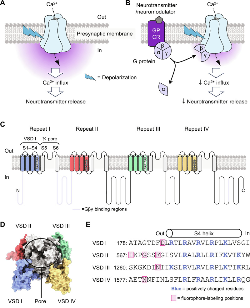 CaV2.2功能、G蛋白抑制和結(jié)構(gòu)