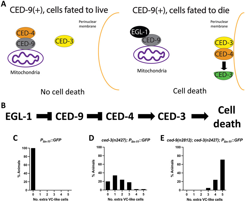 ced-9具有非正則促凋亡功能 ced-9具有非正則促凋亡功能