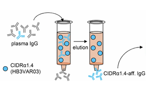 Nature：保護(hù)性抗體是如何阻止瘧疾的