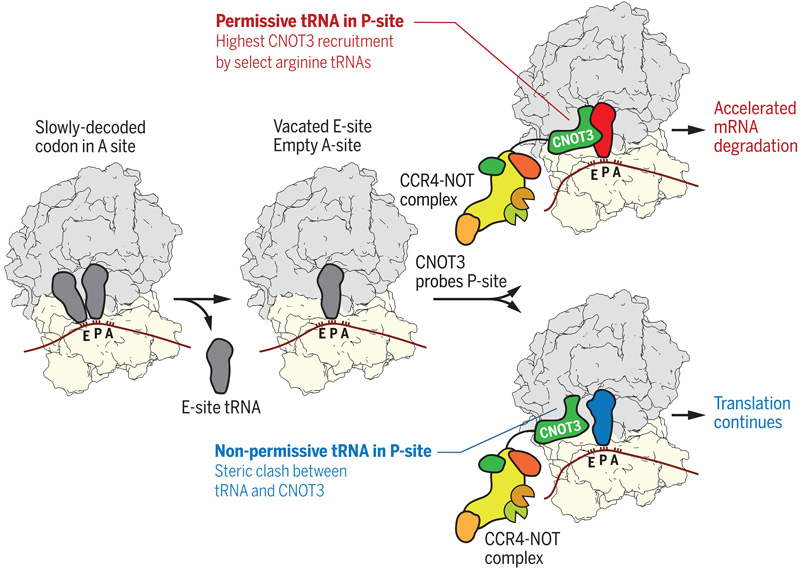 P位點(diǎn)tRNA控制CCR4-NOT復(fù)合物向翻譯核糖體的募集 P位點(diǎn)tRNA控制CCR4-NOT復(fù)合物向翻譯核糖體的募集
