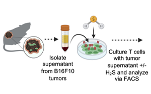 Science Advances：高爾基體越多，T細(xì)胞就越健壯，就越能抗癌！