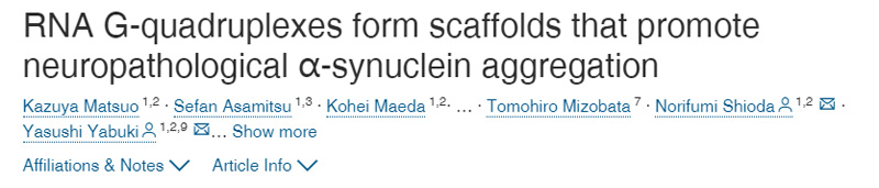 RNA G-四聯(lián)體形成支架促進神經(jīng)病理性的α-突觸核蛋白聚集