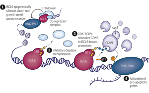 Science：突破傳統(tǒng)，利用細(xì)胞自然死亡機(jī)制殺死癌細(xì)胞