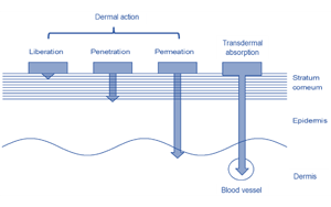 小西技術(shù)貼-透皮吸收率的技術(shù)進(jìn)展