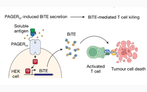 《Nature》控制細胞行動的新技術(shù)