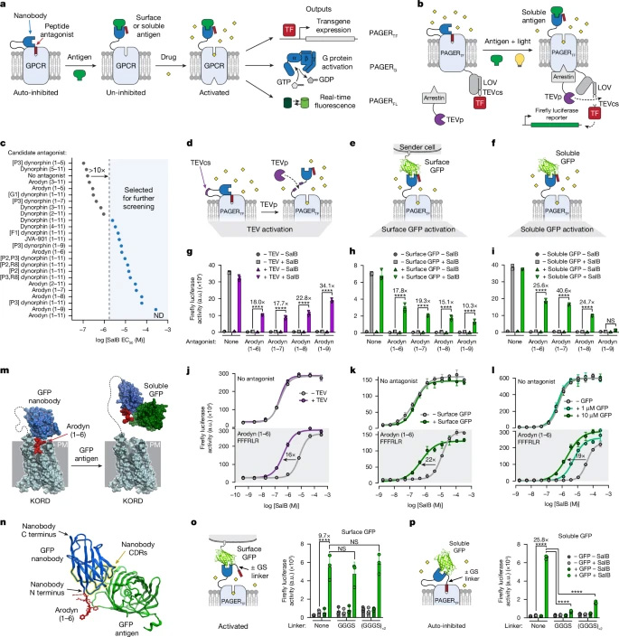 PAGER的設(shè)計(jì)與優(yōu)化 PAGER的設(shè)計(jì)與優(yōu)化