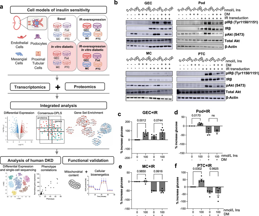 實(shí)驗(yàn)管道概述和細(xì)胞模型特征 實(shí)驗(yàn)管道概述和細(xì)胞模型特征