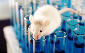 實(shí)驗(yàn)“搭子”喊話：快來查收各類常用動(dòng)物造模試劑