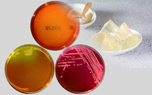 搭建細(xì)菌培養(yǎng)溫床的“混凝土和復(fù)合肥” - 瓊脂粉探秘