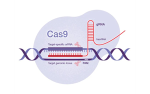 Science：一種開創(chuàng)性的遺傳方法——利用CRISPR-Cas9技術(shù)，激活細菌隱藏的藥物潛能