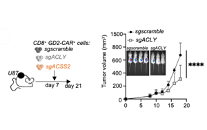 靶向營養(yǎng)依賴性活動可以改善免疫療法