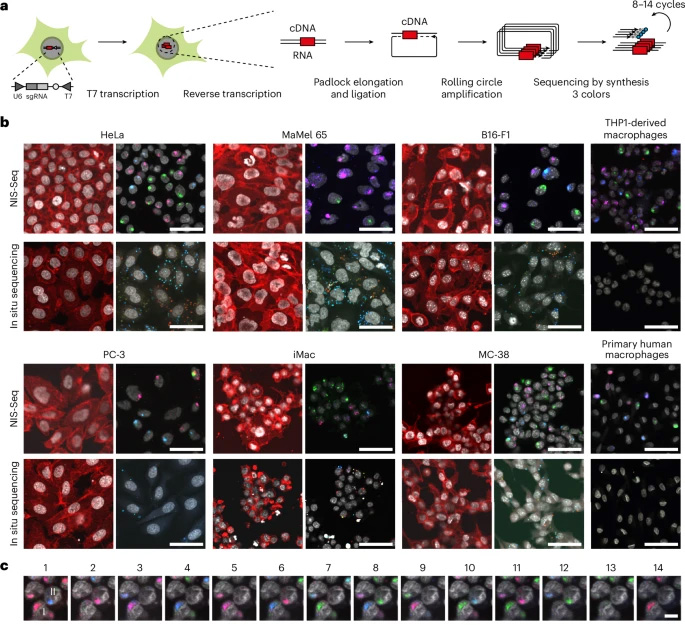 NIS-Seq能夠在有核細(xì)胞中進(jìn)行光學(xué)條形碼識(shí)別 NIS-Seq能夠在有核細(xì)胞中進(jìn)行光學(xué)條形碼識(shí)別