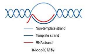 Science：真的沒想到，RNA:DNA這種特殊“三明治”結(jié)構(gòu)與情緒體驗(yàn)密切相關(guān)